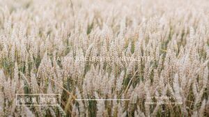 จดหมายข่าวไลฟ์สไตล์บ้านไร่