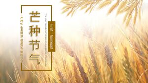 Contextul spicelor de grâu în soare și introducerea termenilor solari Mangzhong șablon PPT