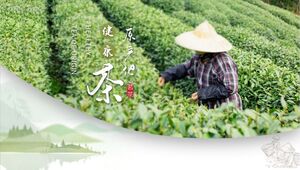 以绿茶园茶农为背景介绍保健茶起源的PPT模板