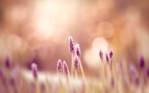 朦朧美麗的花朵小花PPT背景