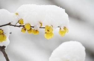 Pembe Ao Xue Erik PPT Arka Plan Resmi