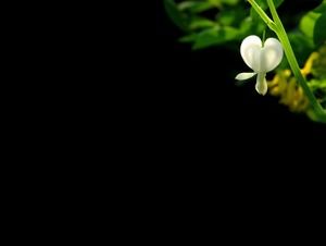 Красота ночи и светло-черный красивый ppt фон шаблона (22 фото)