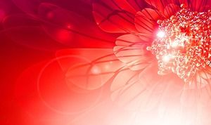 七朵美麗的植物花朵PPT背景圖片