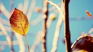 Un ensemble de belles petites images d'arrière-plan PPT de plantes fraîches