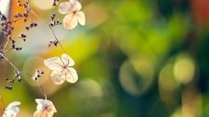 ภาพพื้นหลัง PPT ห้าภาพของต้นฤดูใบไม้ร่วง