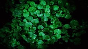 Latar belakang PPT peta daun rumput jamur hijau