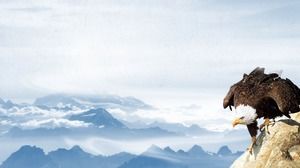 Immagine di sfondo di Eagle PPT