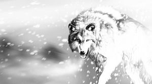 Cztery czarno-białe szkice wilczych zdjęć PPT w tle