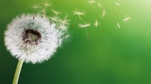 녹색 민들레 PPT 배경 그림