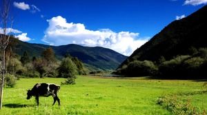 네 가지 아름다운 녹색 자연 생태 PPT 배경 그림