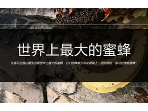 HD duży obraz układ graficzny magazyn moda styl szablon ppt