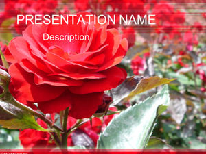 Dos conjuntos de hermosas flores y rosas plantillas ppt para el día de San Valentín