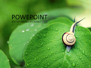 HD melc picătură de rouă frunze verzi mici proaspete șablon natural ppt