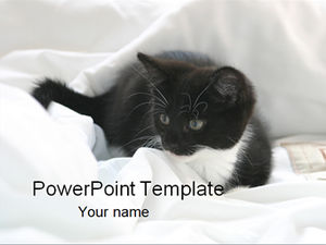 Cute cat ppt template