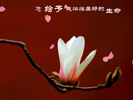 เทมเพลต ppt วันแม่ปี 2013 ที่อุทิศให้กับคุณแม่