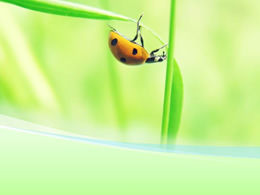 Coccinelle sur modèle naturel PPT feuille verte
