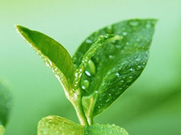 الربيع صورة خلفية PPT