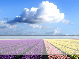 Modelo de ppt de flor do mar