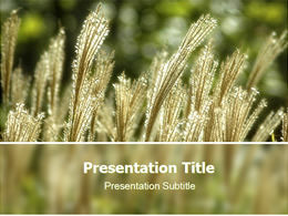 Reed modello di bellezza naturale ppt