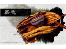 枯萎的金莲花PPT模板下载