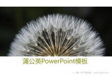 เทมเพลตสไลด์โชว์พื้นหลัง Dandelion