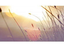 Zwei schöne natürliche PPT-Hintergrundbilder