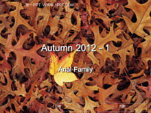 Imagen de fondo de hojas de otoño PPT