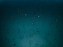 Özet tüy su damlası kelebek PPT arka plan resmi indir