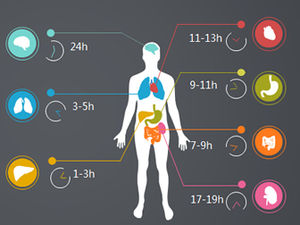 人体器官说明书ppt图表