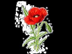 فروع النباتات الرائعة والزهور رسومات مجانية (10 صور)