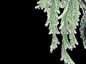 Wierzba kołysząca się na wietrze i wierzba płacząca darmowa mapa (13 zdjęć)