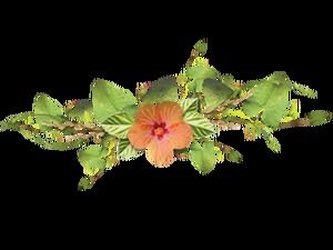 Plantas, enredaderas, flores y líneas divisorias sin esteras (60 fotos)