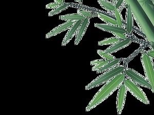 Dört Beyefendi-Bambu Bambu Yaprakları Ücretsiz Bambu Çizimleri (5 fotoğraf)