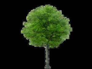 60 ภาพ png ของพืชและต้นไม้ดอกไม้ (บน)