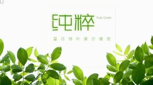 Modelo de demonstração ppt comemorativa de formatura de colega de classe em folha verde