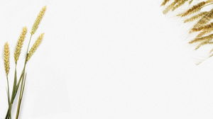 Tres imágenes de fondo de PPT de espiga de trigo