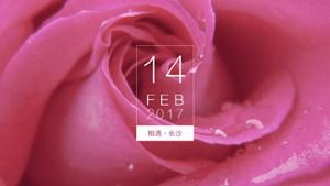 白玫瑰图片PPT模板下载