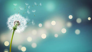 Pięć świeżych zdjęć tła mniszka lekarskiego PPT