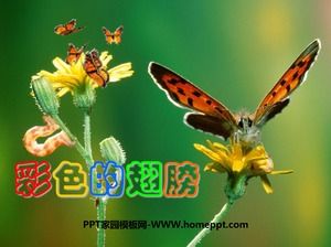 カラーウィングコースウェアpptテンプレート