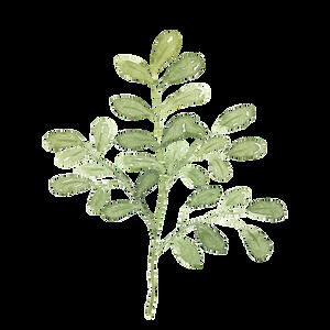 Gałęzie i liście roślin akwarelowych wolny materiał wycinany ppt (15 zdjęć)