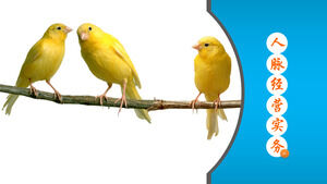 برامج تدريب PPT للتدريب على إدارة الشبكة الزرقاء