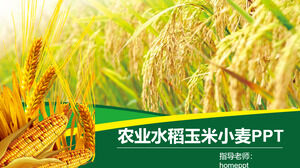 Agriculture rice corn wheat agricultural product promotion PPT template