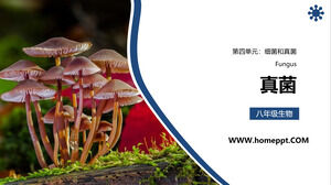Wersja edukacyjna dla ludzi Grade 8 Biologia Szablon PPT „Grzyb”