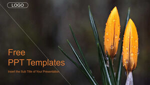 아름다운 난초 배경 파워포인트 템플릿