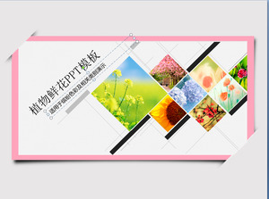 Un ensemble de fleurs exquis modèle diaporama fond plante télécharger