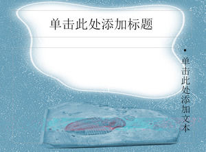 Древние трилобитов ископаемых