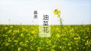 Modelo de paisagem de campo de flor de canola linda PPT