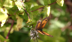 Butterfly flower natural ppt template