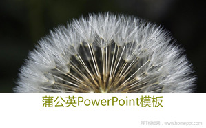 蒲公英背景幻灯片模板下载