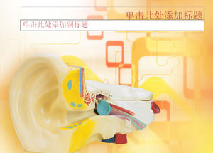 Modelul timpan - șablon medical PPT